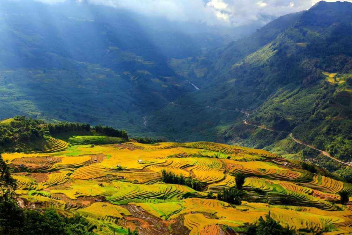 Ta Van Village Sapa Scenic Rice Terraces Overview Ta Van Village Sapa panoramic view showcasing golden rice terraces and lush green mountains in the Muong Hoa Valley