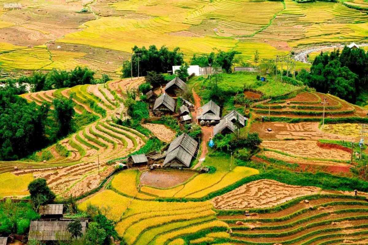 Ta Van Village Sapa stilt houses in rice terraces Ta Van Village Sapa stilt houses surrounded by lush green and golden rice terraces