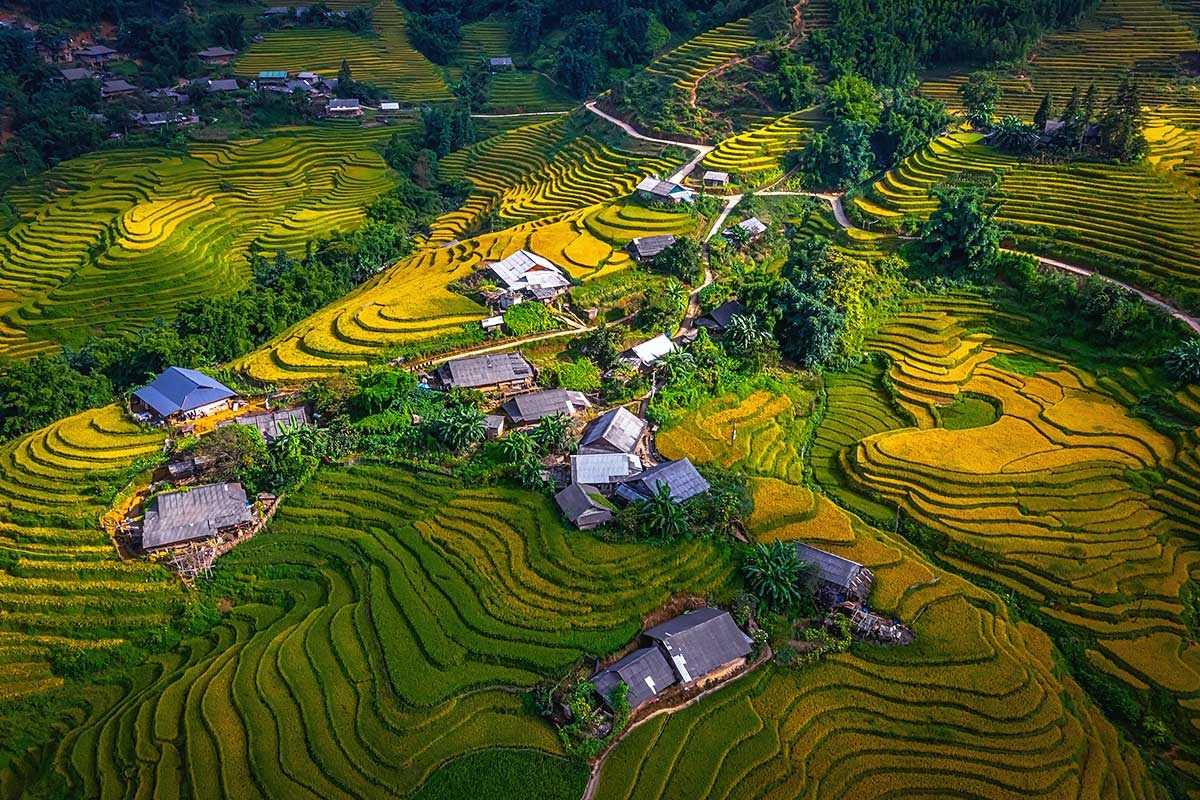 Ta Van Village Sapa vibrant terraced farming village Vibrant terraced farming village in Ta Van Village Sapa with green and golden fields and traditional wooden homes