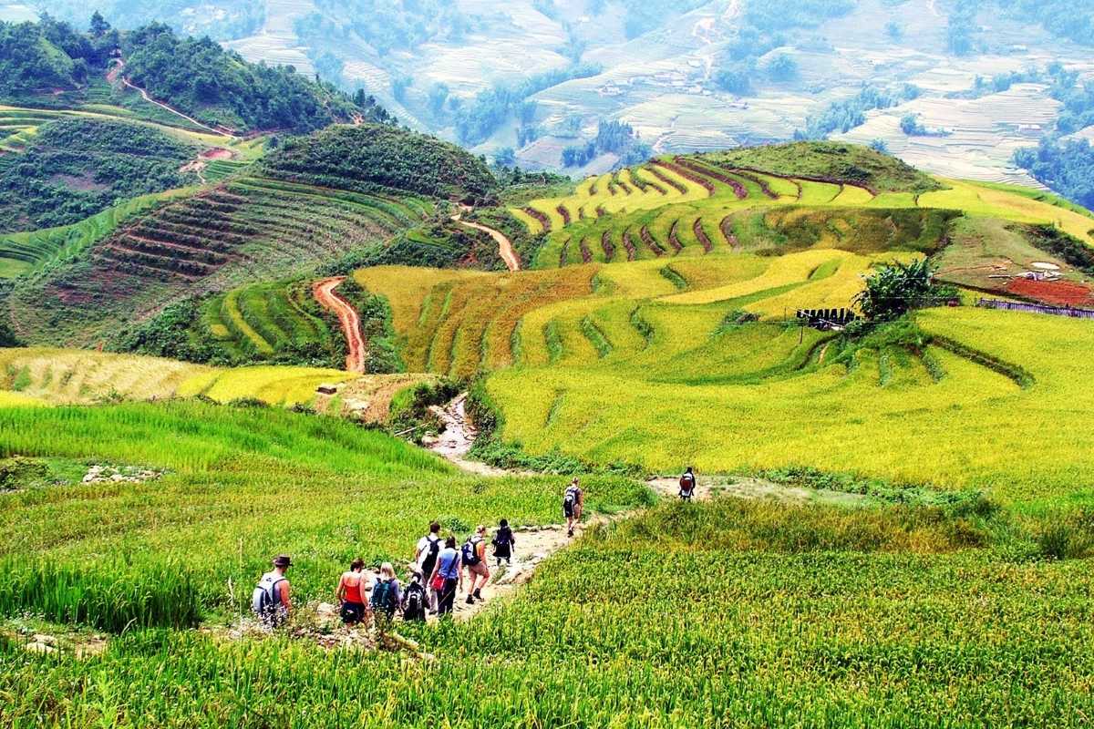 Ta Van Village Sapa trekking path through rice fields Ta Van Village Sapa trekking path winding through vibrant rice fields and scenic countryside with distant mountain views