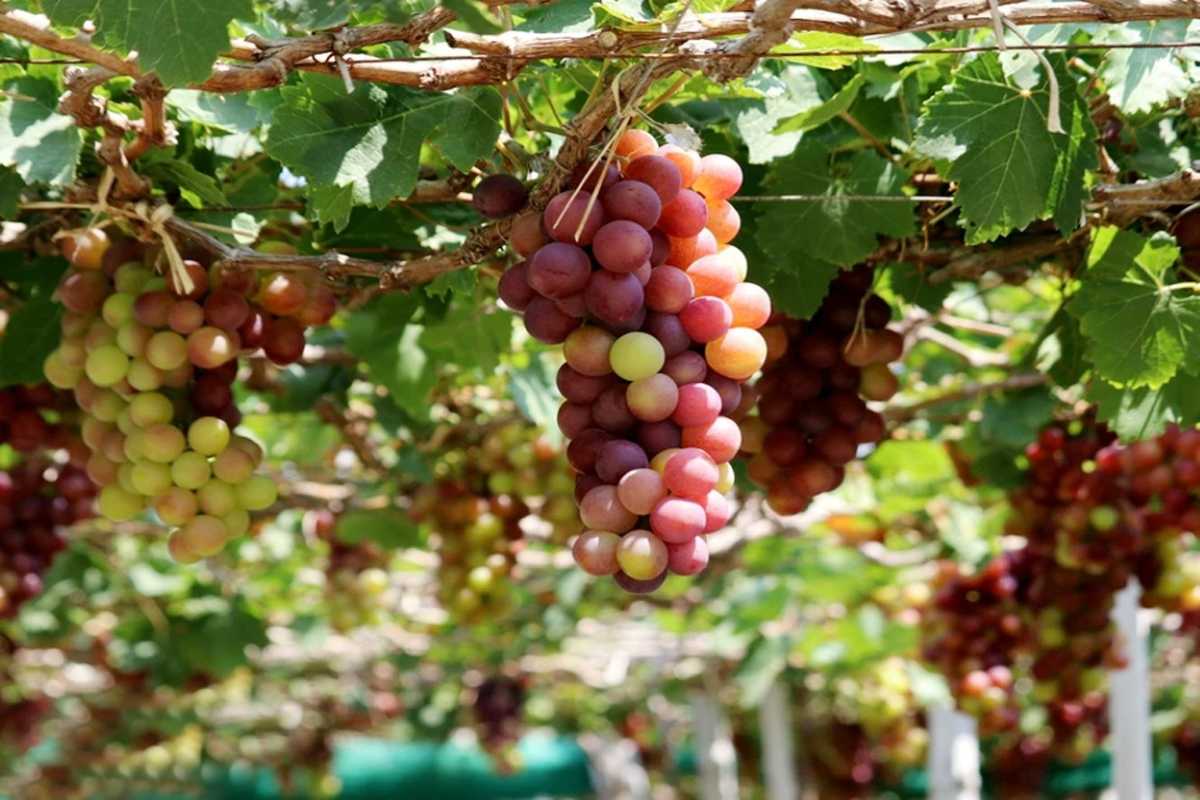 Grape Clusters at Thai An Grape Village Close-up of colorful grape bunches growing at Thai An Grape Village in Ninh Thuan