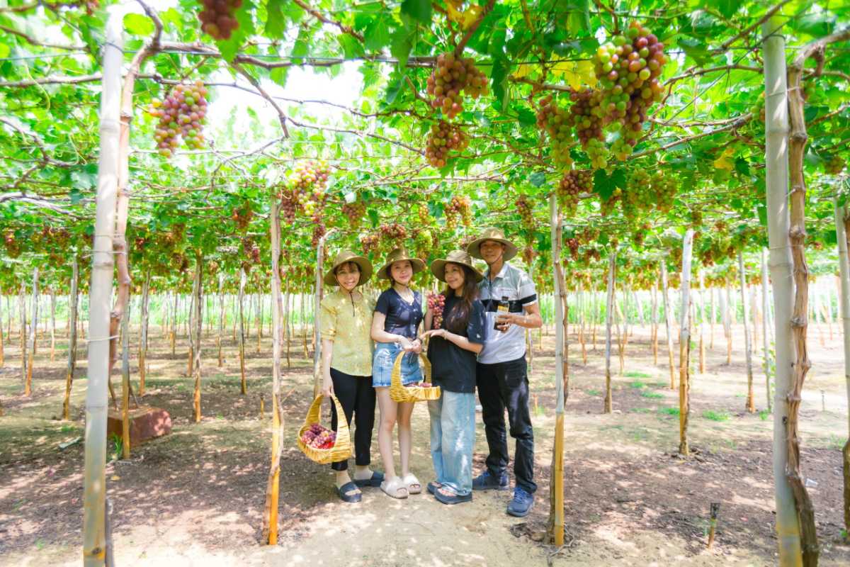 Family Visiting Thai An Grape Village Vineyard Group of visitors with baskets picking grapes under the vines at Thai An Grape Village