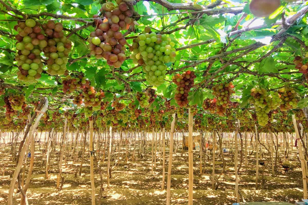 Green Grapes Hanging in Thai An Grape Village Bright green grapes clustered on vines at Thai An Grape Village vineyards in Ninh Thuan