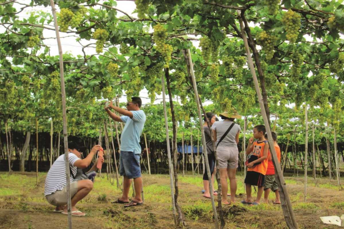 Visitors Enjoying Thai An Grape Village Vineyard Tourists harvesting grapes in the vineyards at Thai An Grape Village in Ninh Thuan