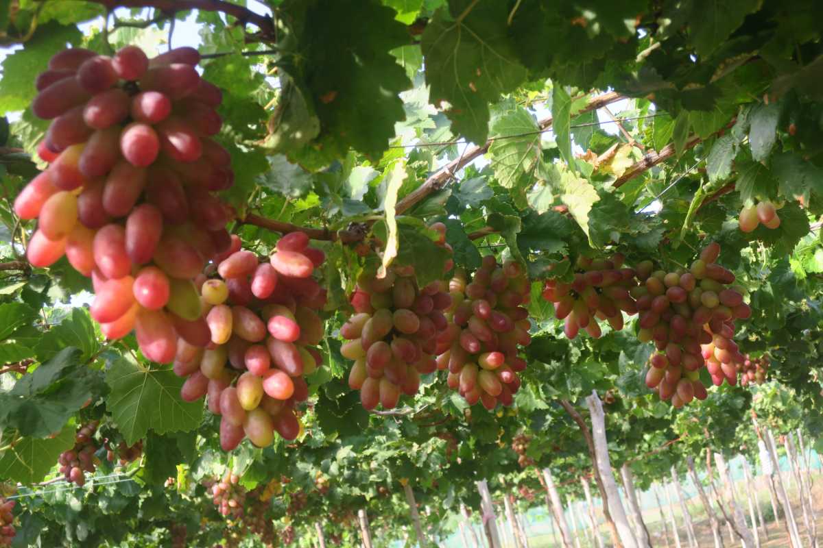 Clusters of ripe red grapes hanging under green leaves at Thai An Grape Village vineyard