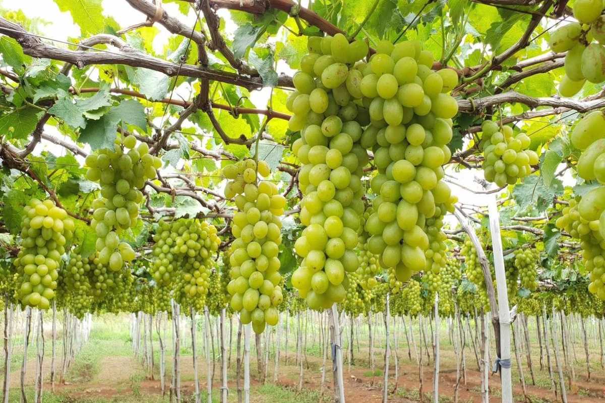Visitor Admiring Grapes at Thai An Grape Village Woman examining ripe grapes hanging from vines at Thai An Grape Village, Ninh Thuan