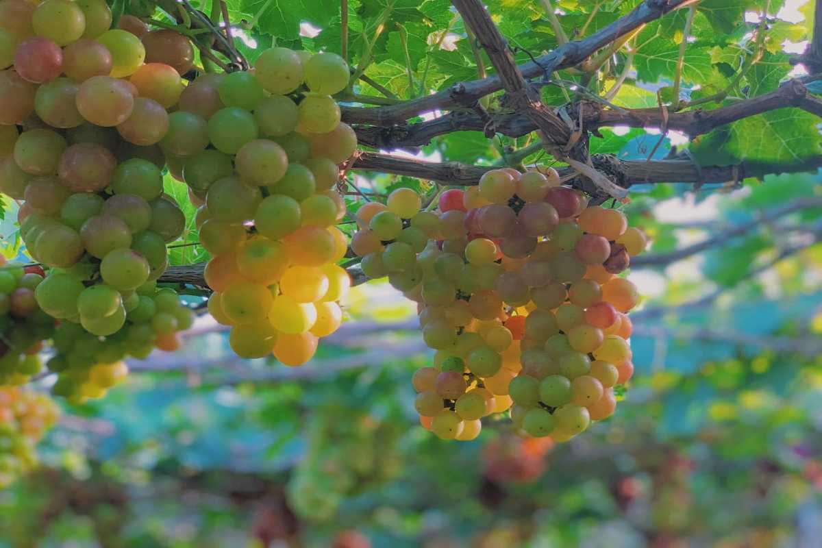Close-up of White Grapes in Thai An Grape Village Detailed view of ripe white grapes hanging from vines in Thai An Grape Village vineyard