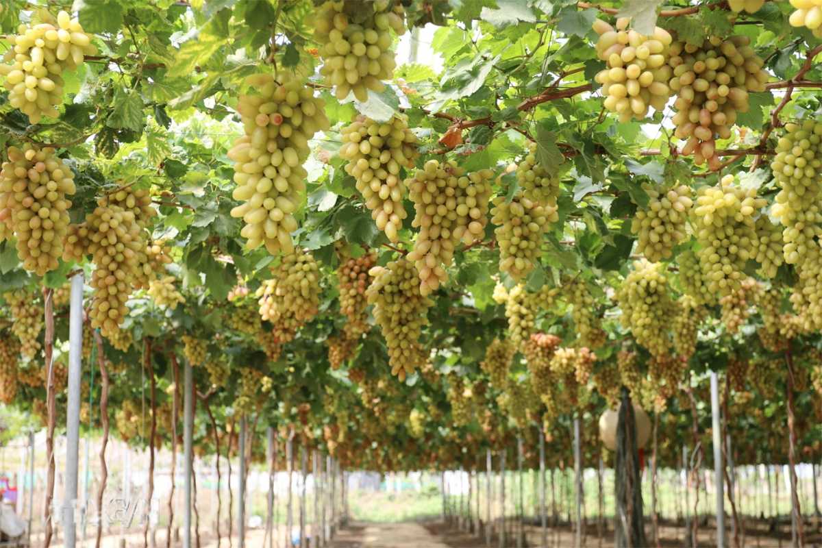 White Grapes Growing in Thai An Grape Village Large bunches of white grapes hanging from vines in the vineyards of Thai An Grape Village