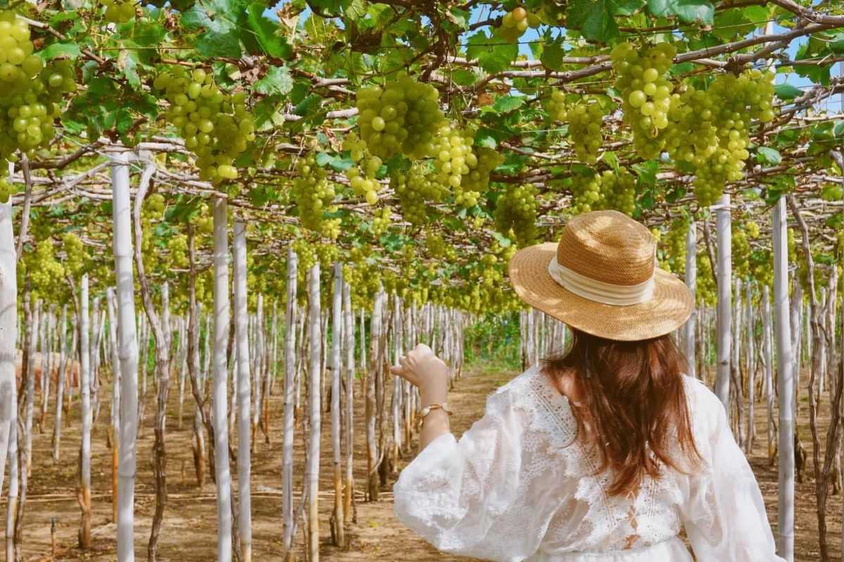 Woman Picking Grapes at Thai An Grape Village Young woman harvesting ripe grapes at Thai An Grape Village vineyard in Ninh Thuan