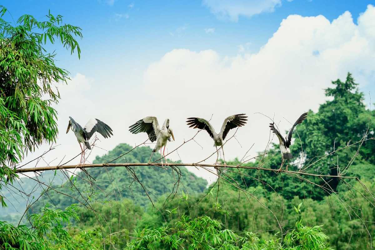 Thung Nham Ninh Binh birds on bamboo branch Birds perched on bamboo in Thung Nham Ninh Binh, set against green hills and clear skies in the bird sanctuary