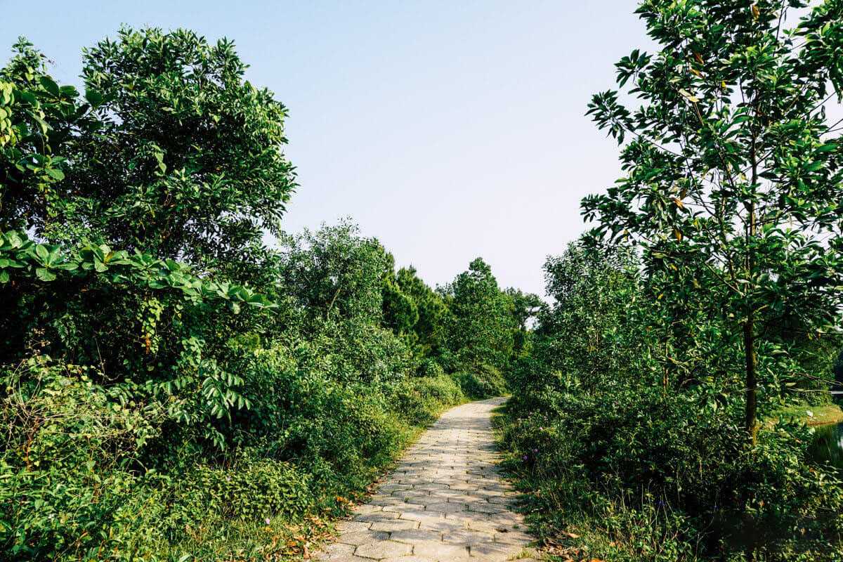 Forest Path at Thuy Tien Lake Abandoned Water Park Tree-lined path paved with stones leads through dense greenery around Thuy Tien Lake, inviting urban explorers
