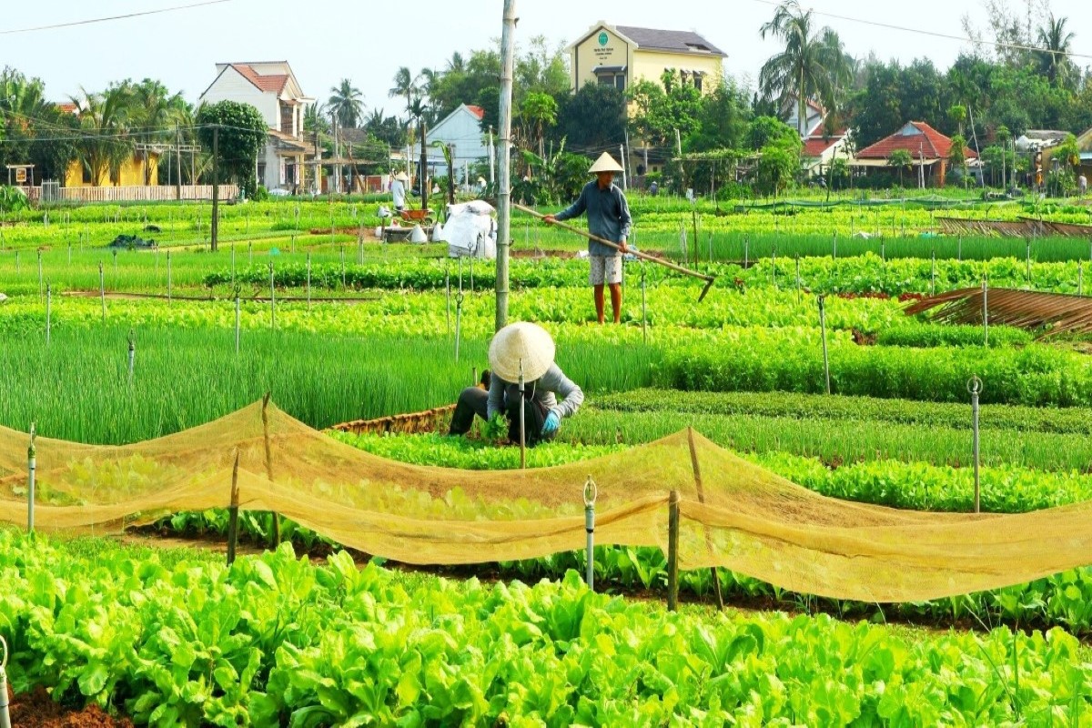 Visitors participating in organic farming at Tra Que Vegetable Village, surrounded by lush green fields.