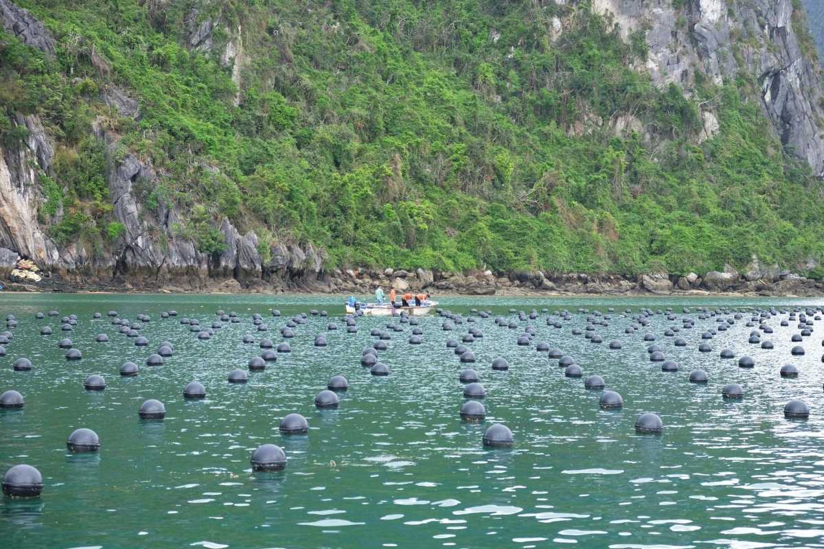Tung Sau Pearl Farm Halong Bay Pearl Farming Lines Rows of floating pearl farming buoys at Tung Sau Pearl Farm Halong Bay with green cliffs behind