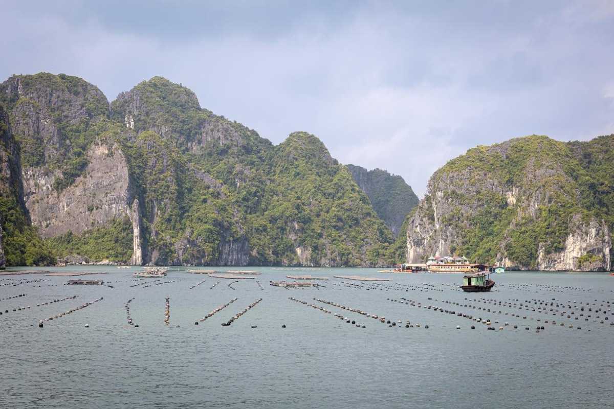 Tung Sau Pearl Farm Halong Bay Pearl Farming Overview Overview of pearl farming area at Tung Sau Pearl Farm Halong Bay with boats and floating structures