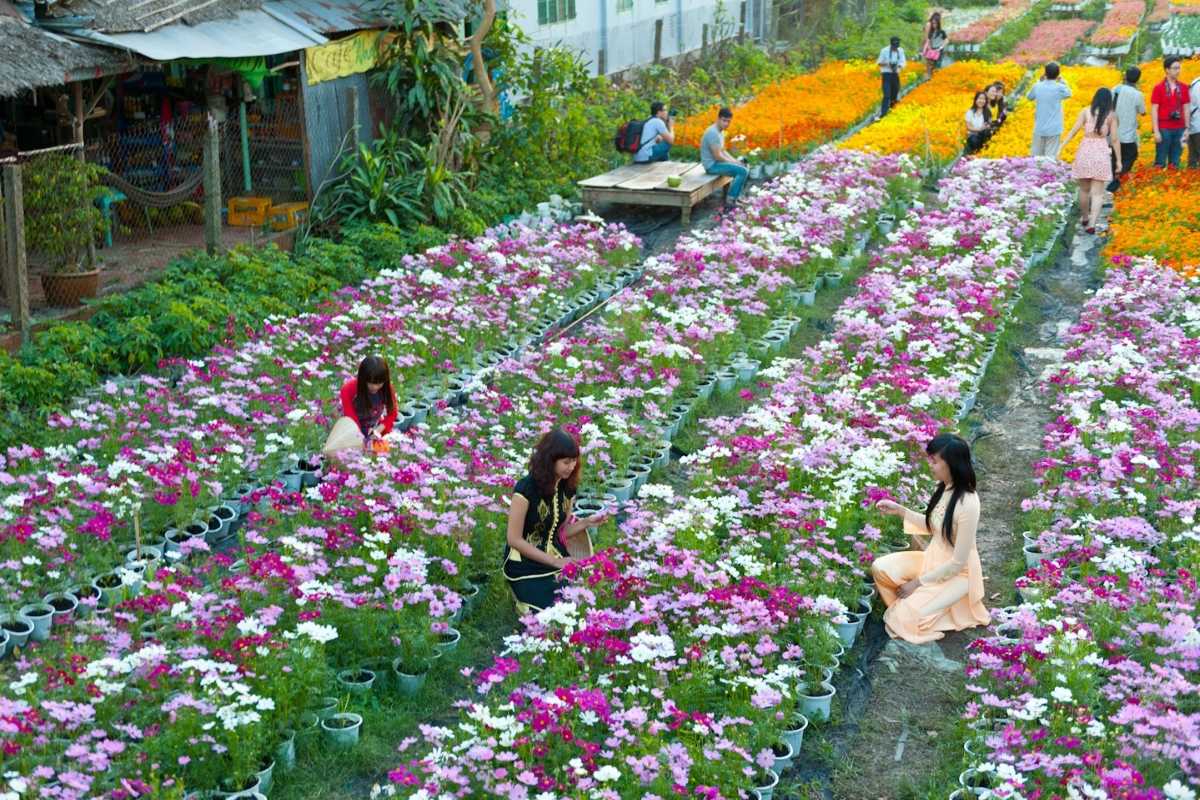 Visitors Enjoying Flowers at Ngoc Ha Flower Village Hanoi Visitors strolling among vibrant flower beds in Ngoc Ha Flower Village Hanoi, experiencing seasonal blooms.