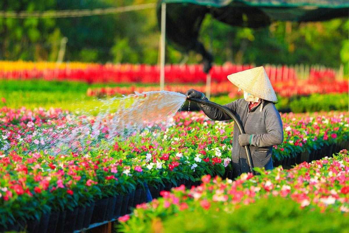People Visiting Flower Fields at Ngoc Ha Flower Village Hanoi Visitors walking along flower beds in Ngoc Ha Flower Village Hanoi, enjoying the scenic outdoor setting.