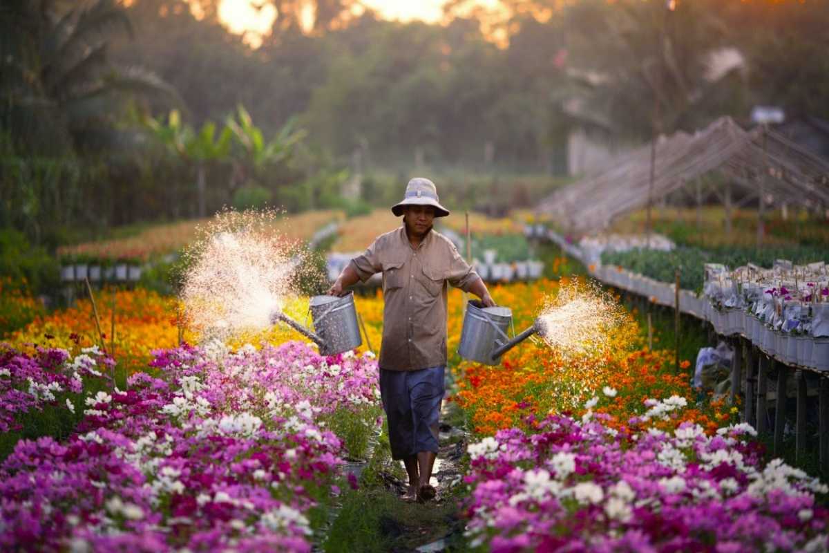 Worker Picking Flowers at Ngoc Ha Flower Village Hanoi A worker carefully picking yellow chrysanthemums in Ngoc Ha Flower Village Hanoi, representing skilled labor.