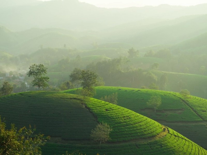 Aerial view of the rolling tea hills in Long Coc, Phu Tho, surrounded by lush greenery and winding roads