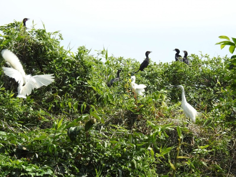 Bac Lieu Bird Garden showcasing diverse bird species in their natural habitat