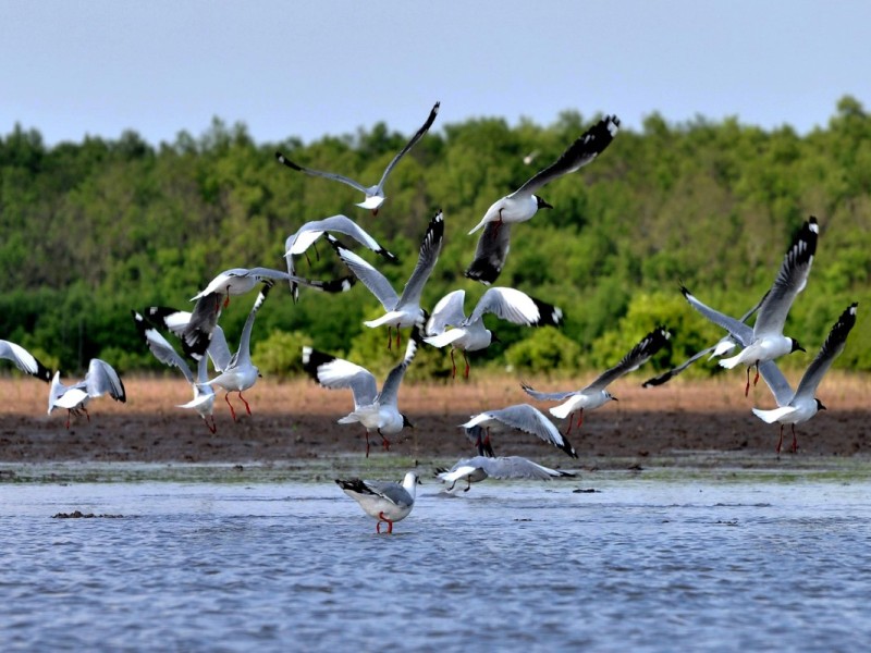 Bird-Watching at Tu Su Stork Garden in Ca Mau