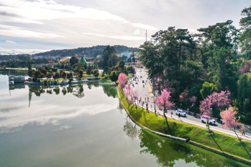 Da Lat lakefront with cherry blossoms lining the path, a scenic view for tourists