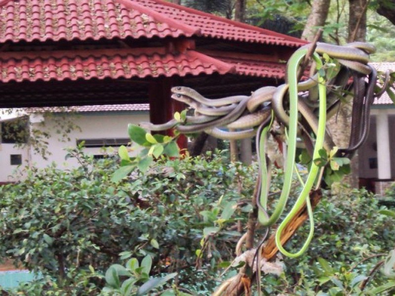 A collection of native snakes at Dong Tam Snake Farm in Tien Giang, one of Vietnam's largest snake conservation centers.