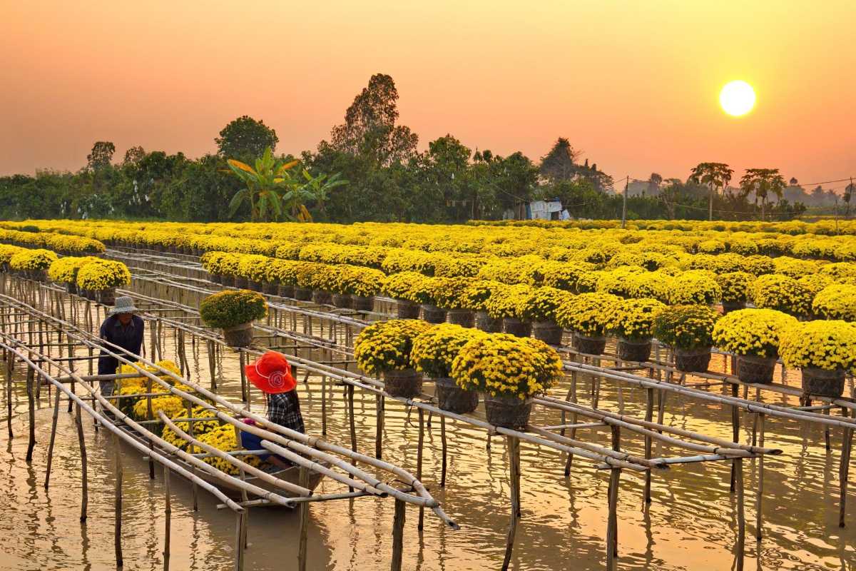 Dong Thap Travel Guide Lotus Flower Fields at Sunrise Vast lotus flower fields in Dong Thap glowing in early morning light with pink blossoms