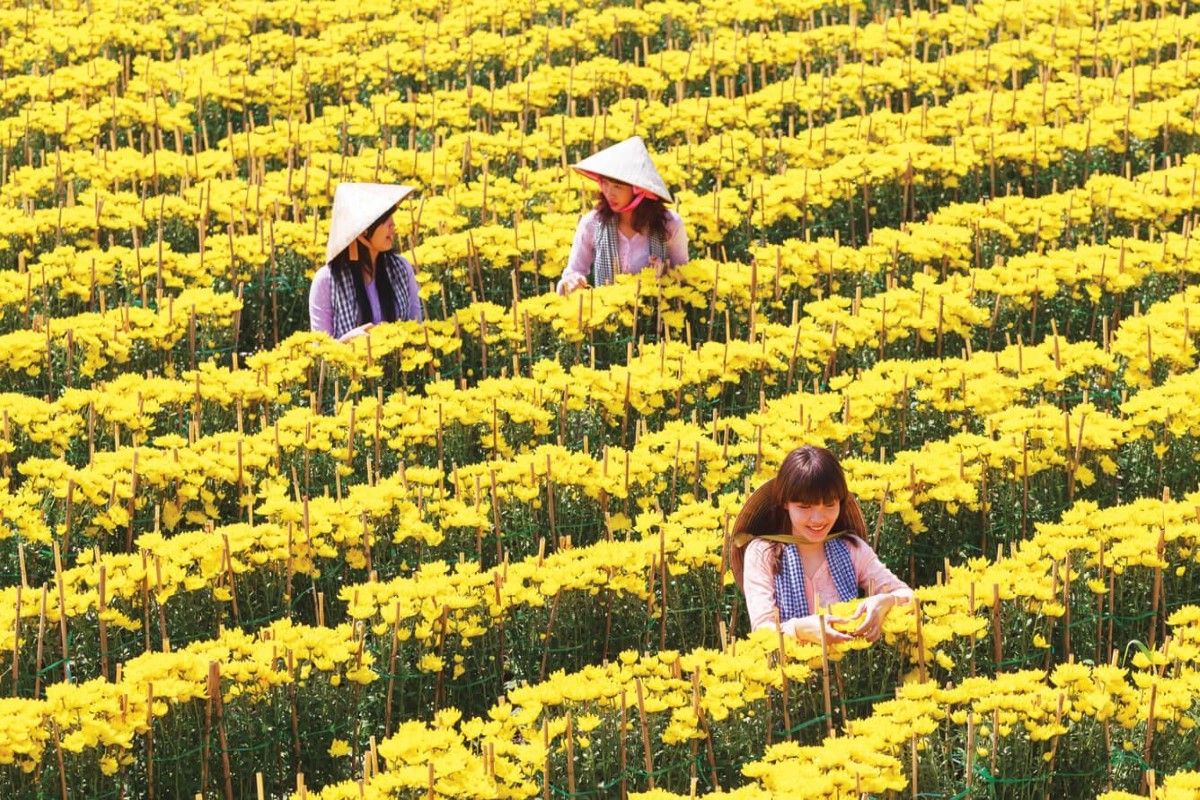 Farmers working in vibrant yellow flower fields at Cai Mon Orchard Village, highlighting local agriculture and culture in Ben Tre.