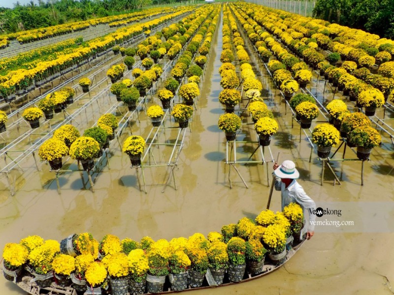 Sa Dec Flower Village in Dong Thap, featuring a vast field of yellow chrysanthemums.