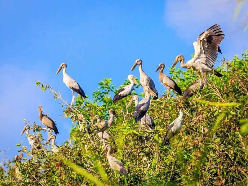  Nature Reserve & Bird Sanctuary in Hau Giang