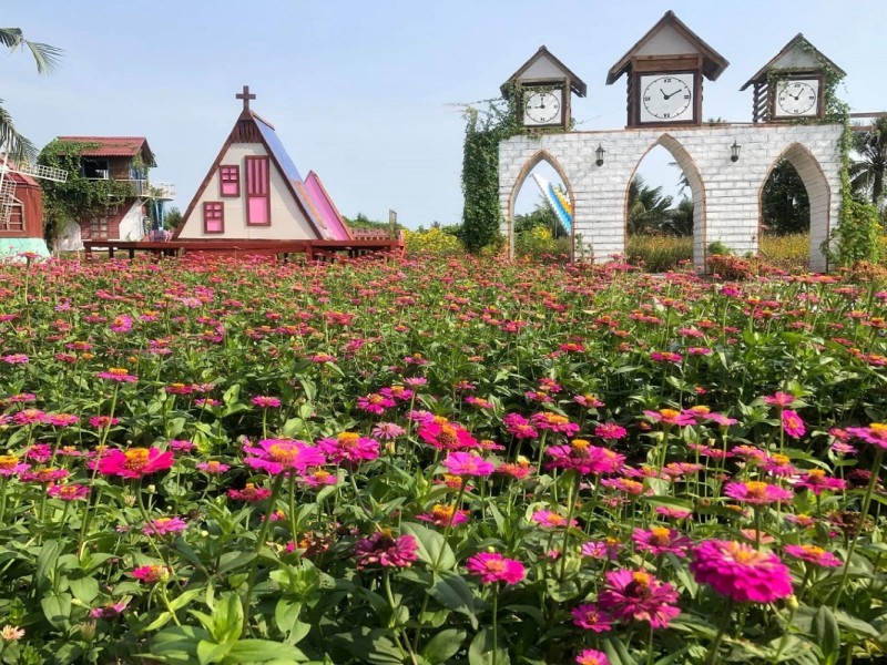 A colorful field of blooming flowers at Man Dinh Hong Flower Garden in Tien Giang, Vietnam.