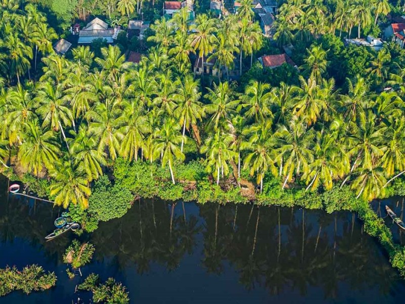 Aerial view of Minh Island's lush green coconut groves in Ben Tre, surrounded by tranquil water channels in the Mekong Delta.