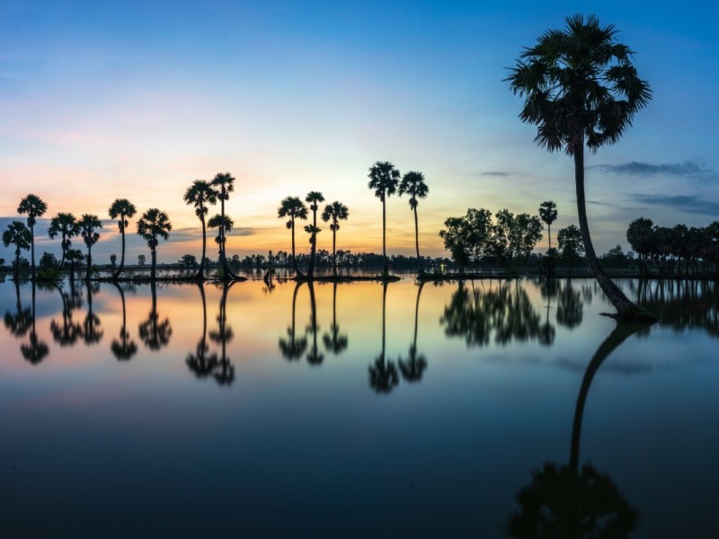 Sunset over palm trees in An Giang, capturing the natural beauty