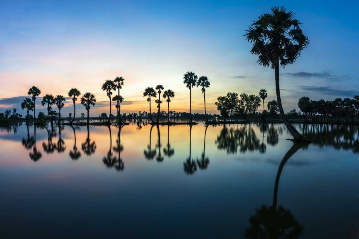 Palm Trees at Sunset in An Giang Sunset over palm trees in An Giang, capturing the natural beauty