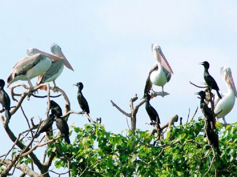 Pelicans and cormorants at Bac Lieu Bird Sanctuary resting on trees