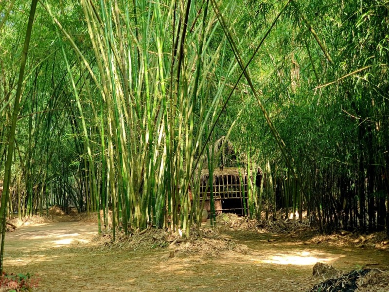 Dense bamboo forest at Phu An Bamboo Village in Binh Duong.