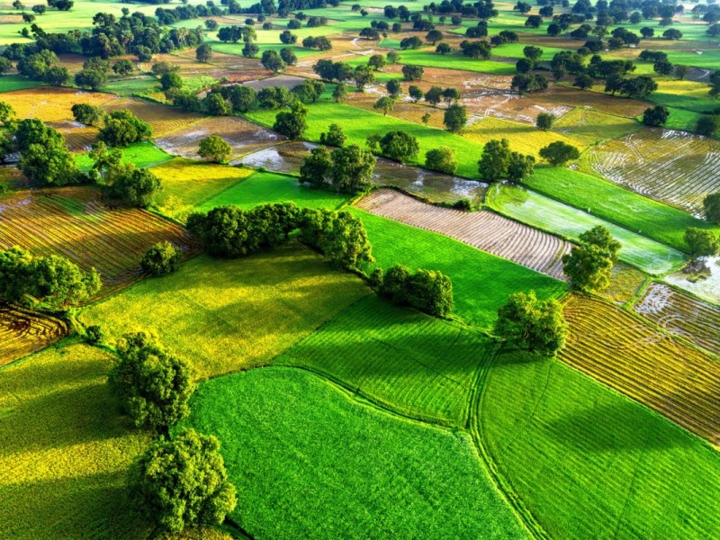 Lush green rice fields in An Giang, a favorite spot for Instagrammers