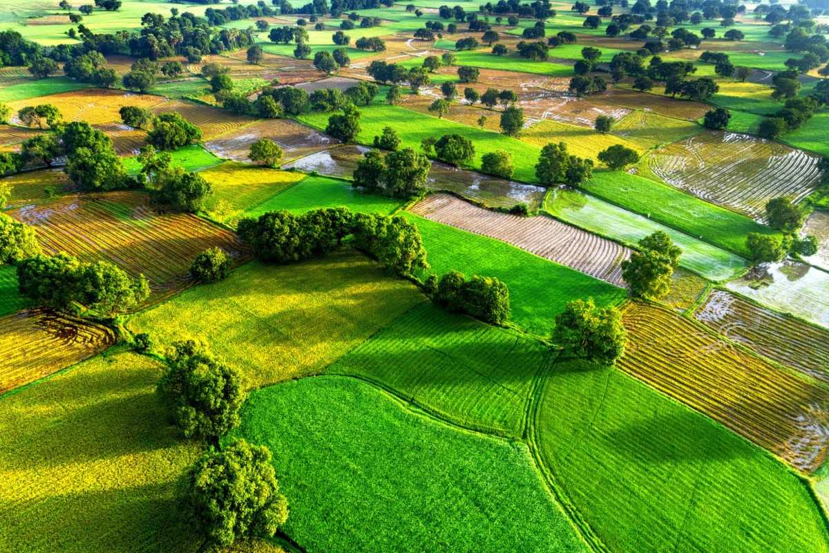 Rice Fields in An Giang - Instagram Spot Lush green rice fields in An Giang, a favorite spot for Instagrammers