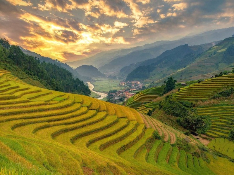 Golden rice terraces in Mu Cang Chai during harvest season.