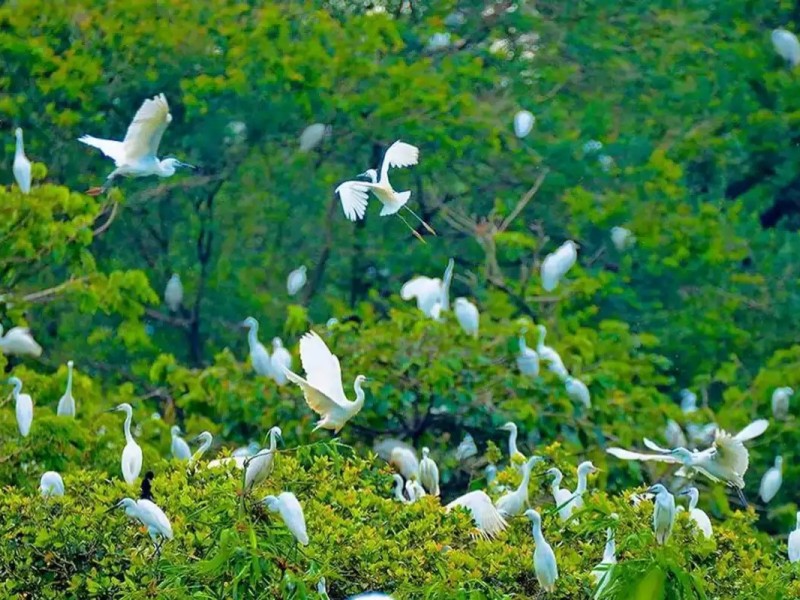 Close-up of storks nesting at Tu Su Garden in Ca Mau