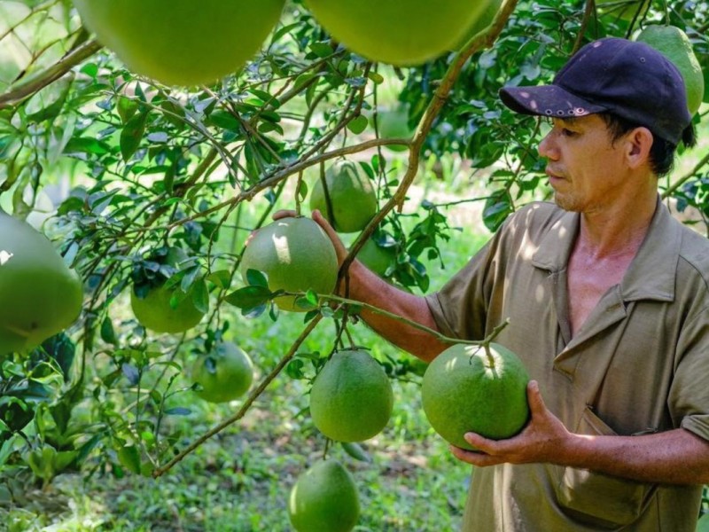 A farmer harvesting pomelos in Tan Trieu Pomelo Village, Dong Nai, highlighting the region's agricultural heritage