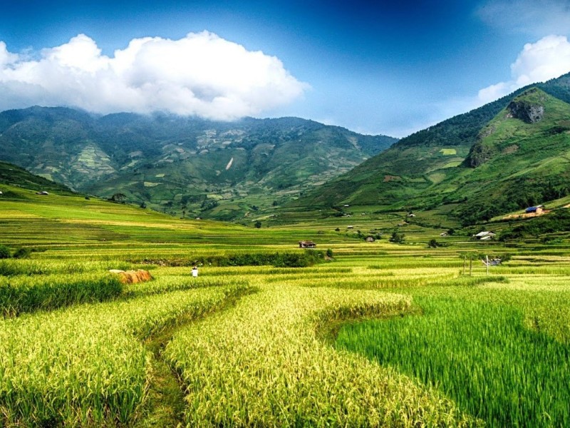 Green terrace fields in Tu Le, Yen Bai, with lush mountain views.