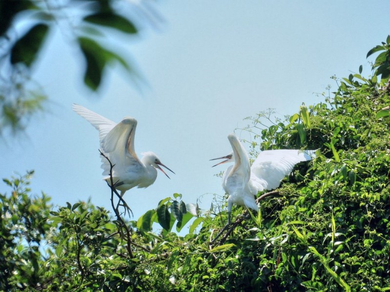 Tu Su Stork Garden, a sanctuary for birds in Ca Mau