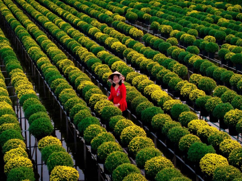 A local standing amidst rows of flowers at Sa Dec Flower Village in Dong Thap, Vietnam.