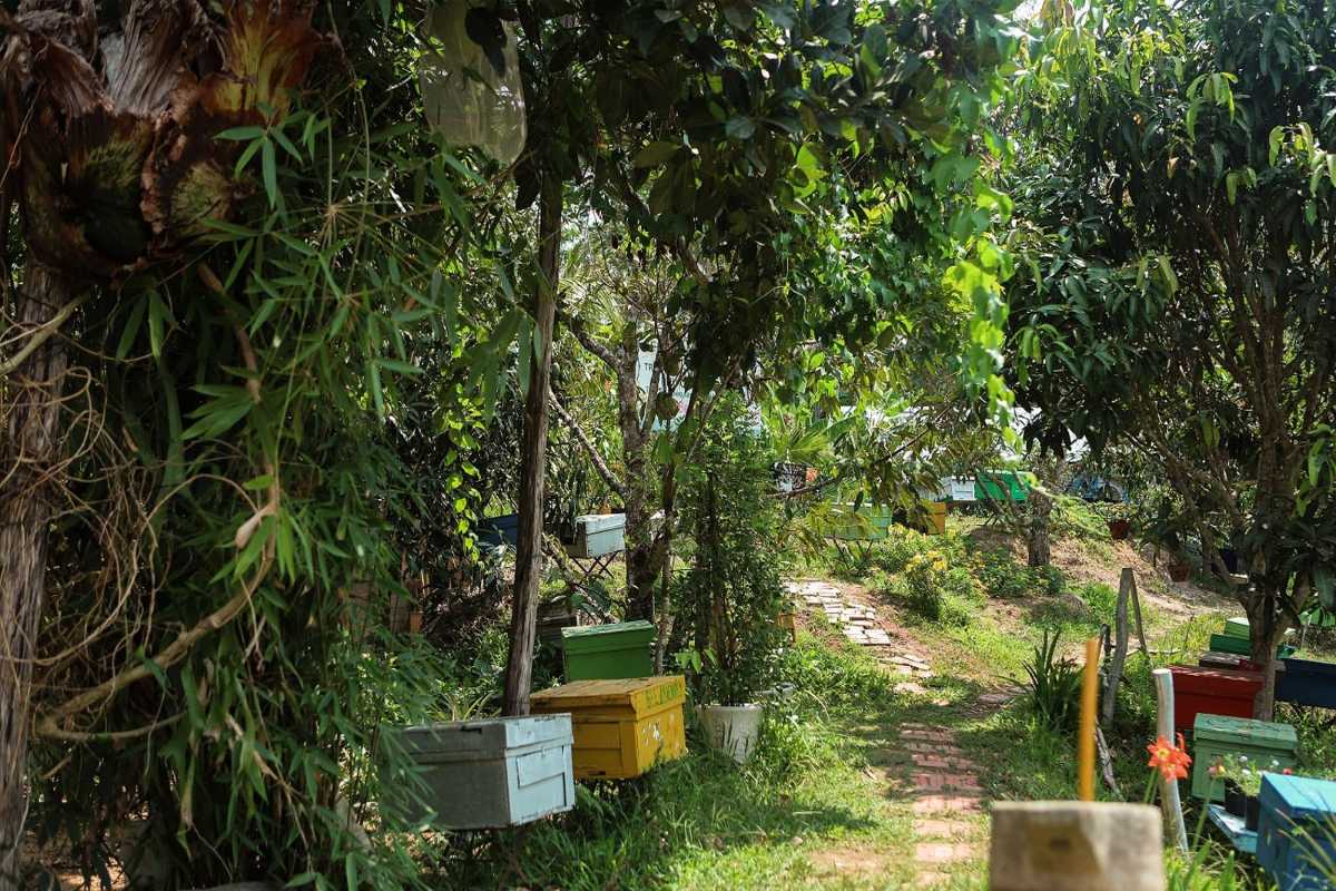 A lush walking trail through the bee farm in Northern Phu Quoc with colorful hives and shaded trees.