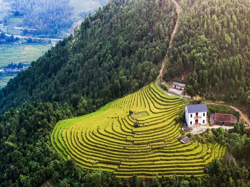 Ruộng bậc thang vàng óng ánh tại Bình Liêu trong mùa lúa chín.