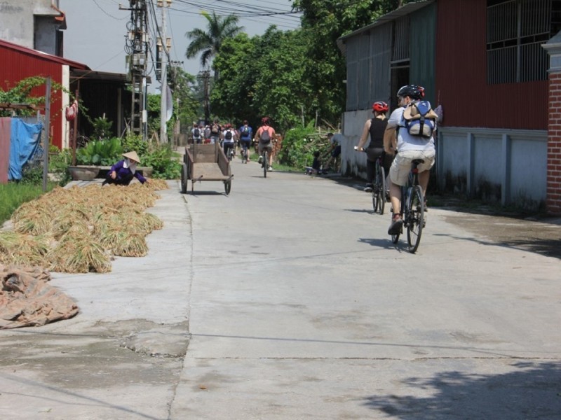 Cyclists riding through expansive golden rice fields under clear skies.