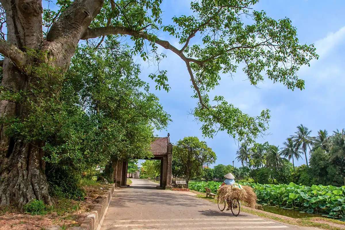 Full day Duong Lam Ancient Village and experience the rural life